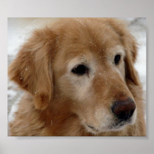 Affiche Golden Retriever en neige