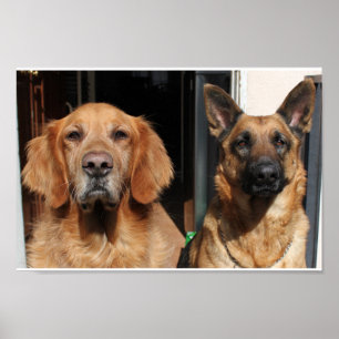 Affiche Golden retriever et berger allemand