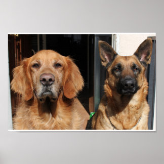 Affiche Golden Retriever et German Shepherd