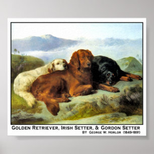 Affiche Golden Retriever, Irish Setter & Gordon Setter