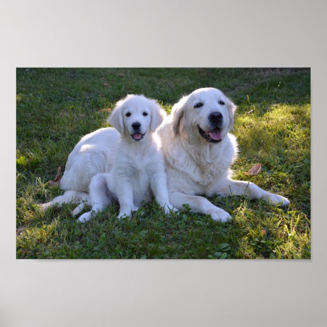 Affiche Golden Retriever maman et chiot (Devant)