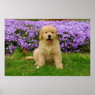 Affiche Golden Retriever Puppy in bed of Lavender Phlox
