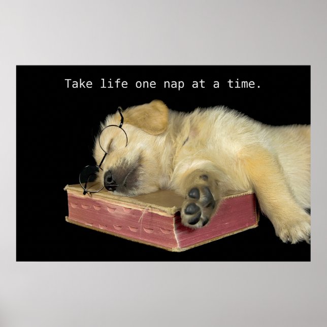Affiche Golden Retriever Puppy sur le livre (Devant)