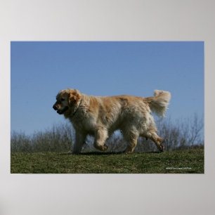 Affiche Golden Retriever Running 3