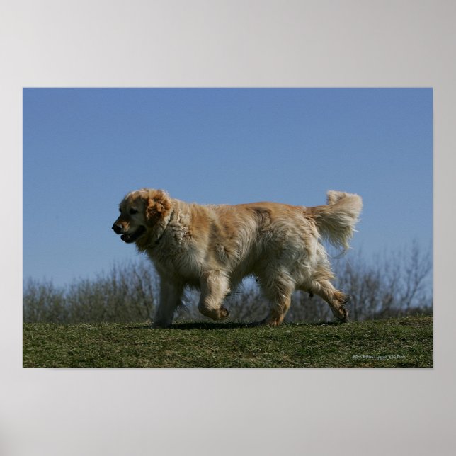 Affiche Golden Retriever Running 3 (Devant)