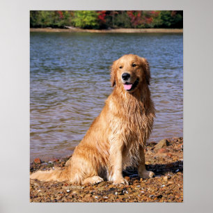 Affiche Golden Retriever Sitting