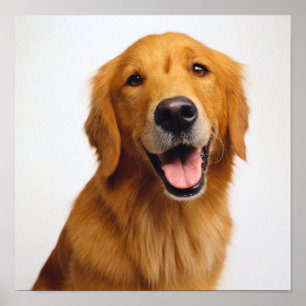 Affiche Golden Retriever Smile