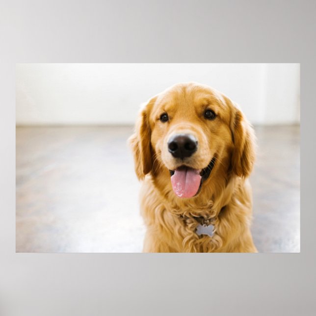 Affiche Golden Retriever Smiling (Devant)