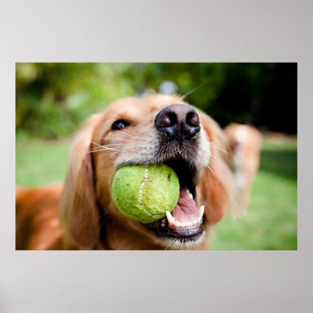 Affiche Golden Retriever With Tennis Ball (Devant)
