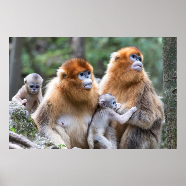 Affiche Golden Snub-nosed Monkey Family (Devant)