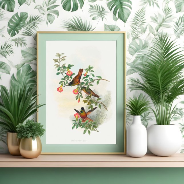 Affiche Golden Star-frontlet (Créateur téléchargé)