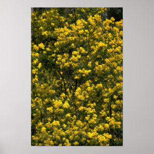 Affiche Golden wattle