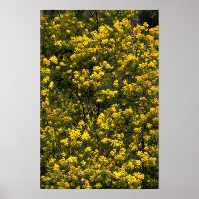 Affiche Golden wattle (Devant)
