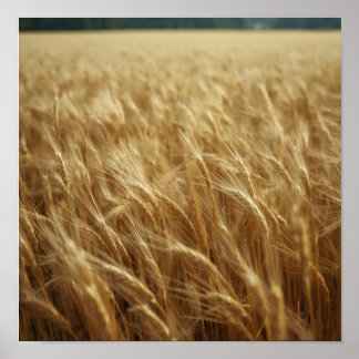 Affiche Golden Wheat Fields