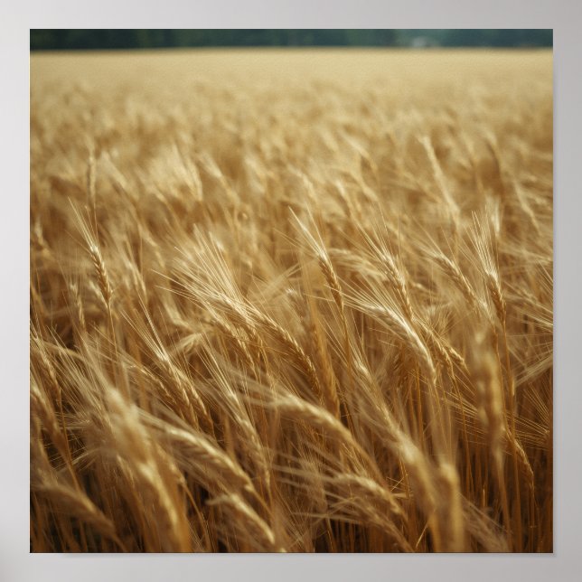 Affiche Golden Wheat Fields (Devant)