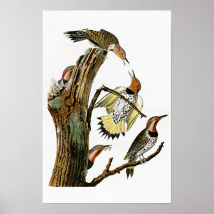 Affiche Golden-winged Woodpecker Audubon Birds of America