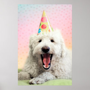 Affiche Goldendoodle avec Casquette du parti