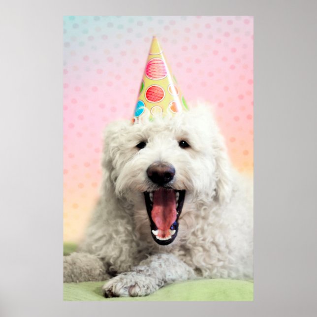 Affiche Goldendoodle avec Casquette du parti (Devant)