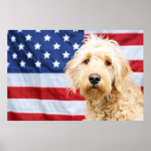 Affiche Goldendoodle avec drapeau américain