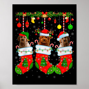 Affiche Goldendoodle en chaussettes de Noël Chien drôle d'