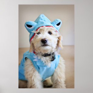 Affiche Goldendoodle En Costume De Requin