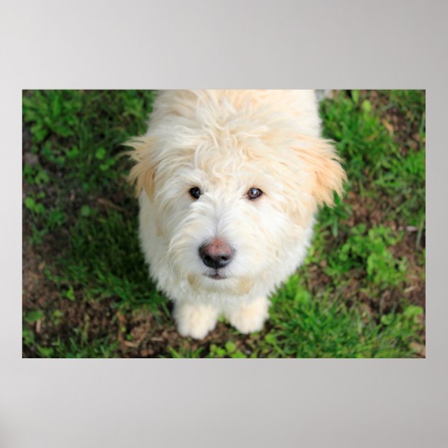 Affiche Goldendoodle Puppy regarde l'appareil photo (Devant)