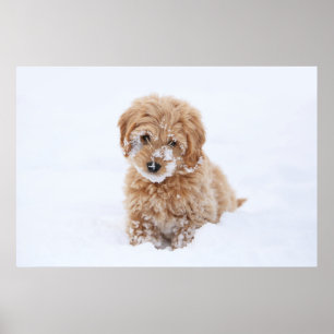 Affiche Goldendoodle Puppy With Snow On Face