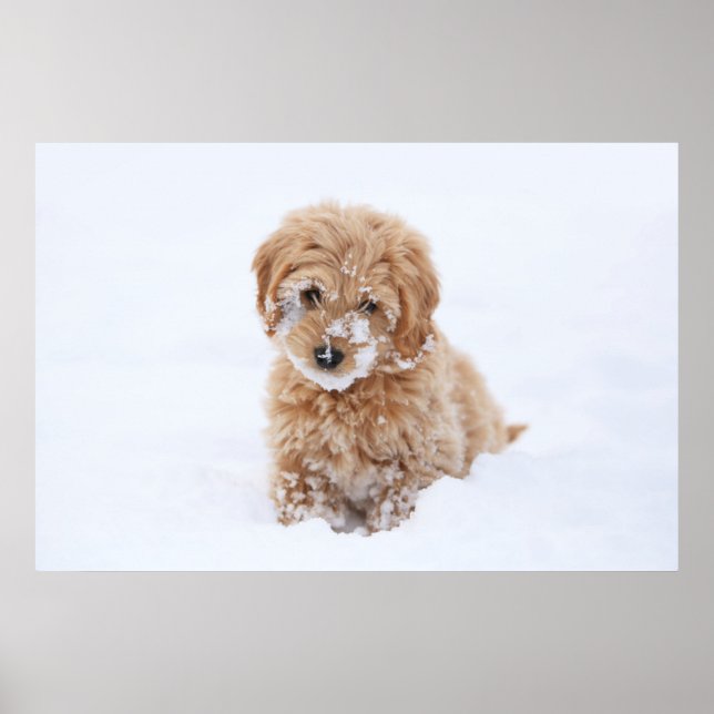 Affiche Goldendoodle Puppy With Snow On Face (Devant)