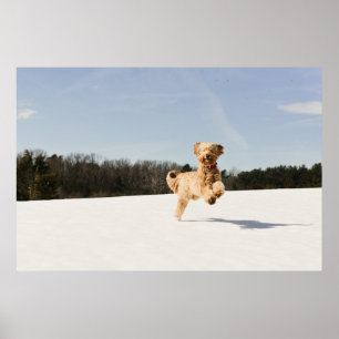 Affiche Goldendoodle Traversant Le Champ