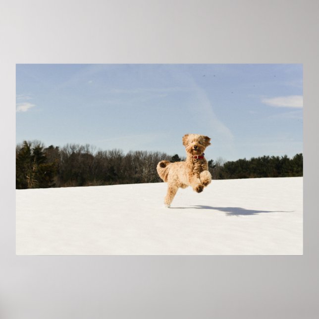 Affiche Goldendoodle Traversant Le Champ (Devant)