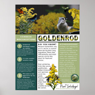 Affiche Goldenrod Les idées fausses et les faits