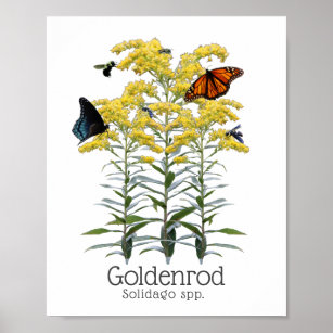 Affiche Goldenrod Solidago Fleur sauvage et pollueurs