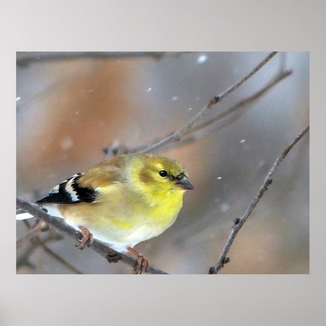 Affiche Goldfinch (Devant)