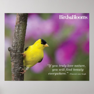 Affiche Goldfinch