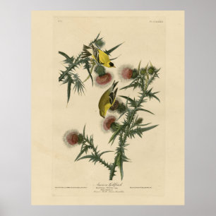 Affiche Goldfinch américain d'Audubon's Birds of America