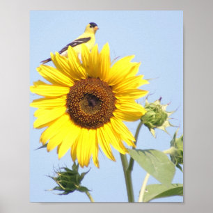 Affiche Goldfinch américain sur tournesol