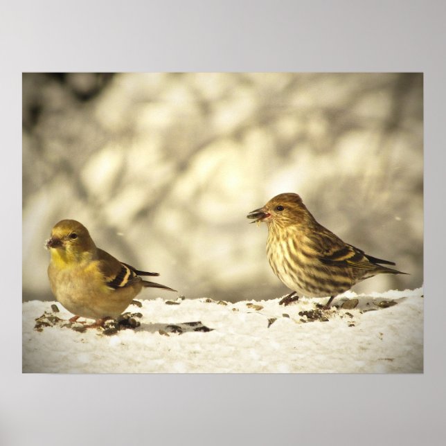 Affiche Goldfinch and Pine Siskin (Devant)