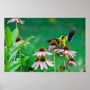Affiche Goldfinch (Spinus tristis) Atterrissage sur un con