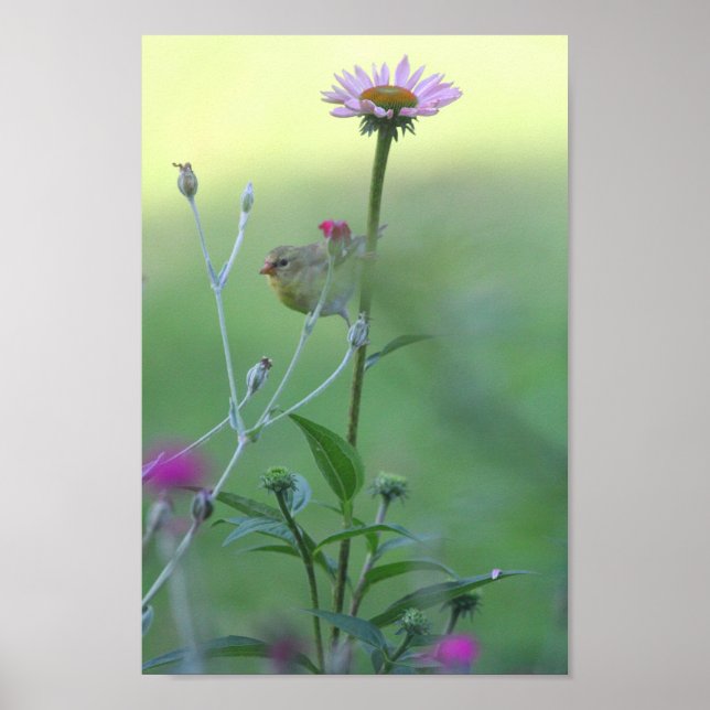 Affiche Goldfinch sur un coneflower (Devant)