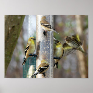 Affiche Goldfinches au chargeur