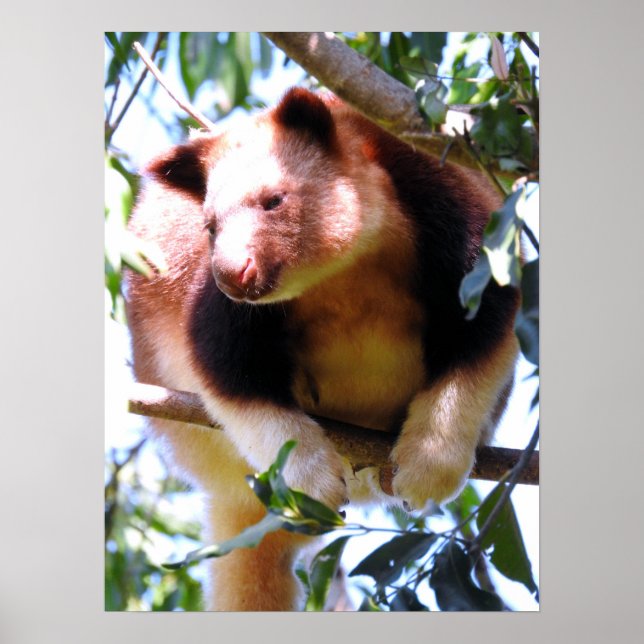Affiche Goodfellow's Tree Kangaroo (Devant)