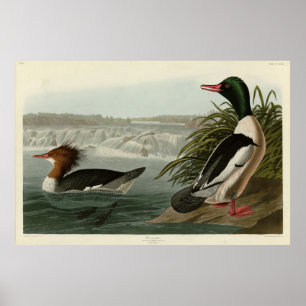 Affiche Goosander (Merganser commun) Oiseaux d'Audubon