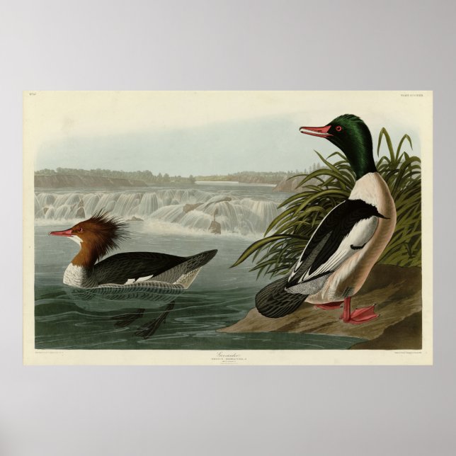 Affiche Goosander (Merganser commun) Oiseaux d'Audubon (Devant)