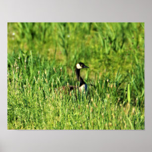 Affiche Goose in Grass