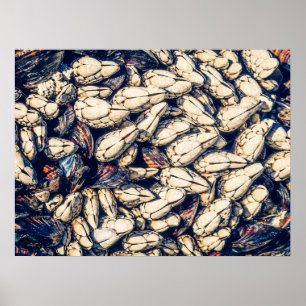 Affiche Gooseneck Barnacles & Moules, Westcoast Canada