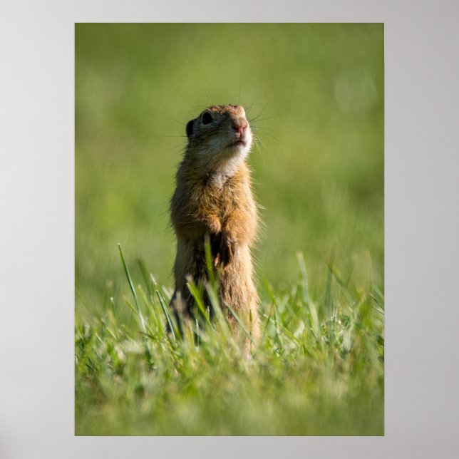 Affiche Gopher (Devant)