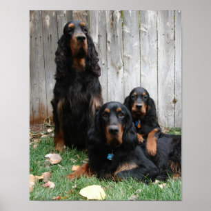Affiche Gordon Setter Generations Canvas Imprimer
