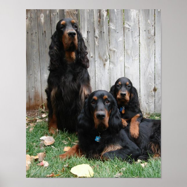 Affiche Gordon Setter Generations Canvas Imprimer (Devant)