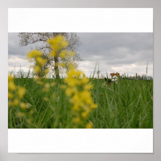 Affiche Gordy (Devant)