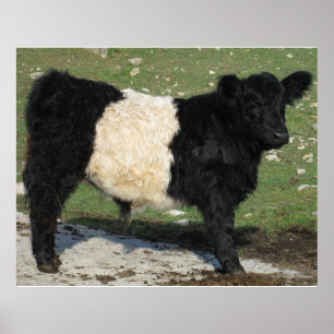 Affiche Gorgeous Belge Galloway Steer Cutout Beltie Farm